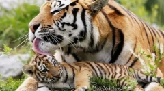 Big cats euroasia